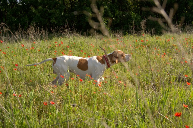 Английский пойнтер, E-DOMINIC, ID по базе HuntDogs.Ru: 42435