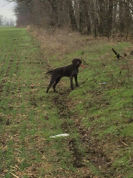 Дратхаар, ЖАН МЭЙ вом ХОНЕВЕРГ, ID по базе HuntDogs.Ru: 42438