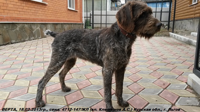 Дратхаар, ВЕРТА, ID по базе HuntDogs.Ru: 42451