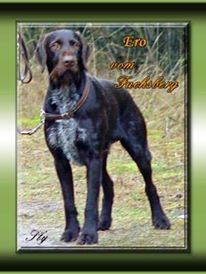 Дратхаар, > ERO vom FUCHSBERG, ID по базе HuntDogs.Ru: 42466