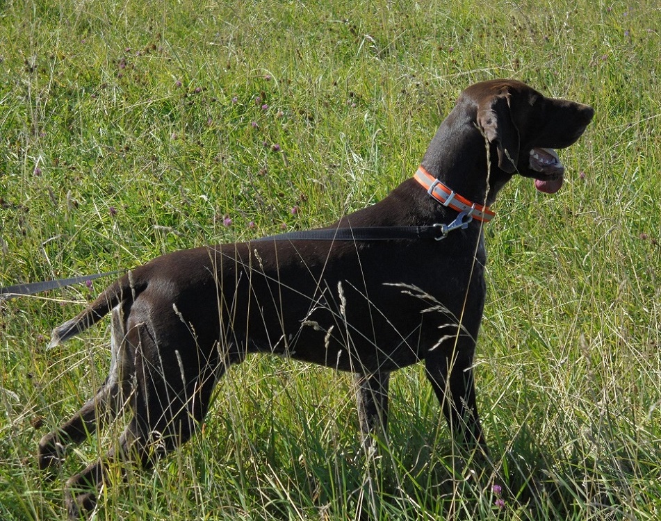 Курцхаар, HARESH THEOGONIA BLACK (FCI), ID по базе HuntDogs.Ru: 42469