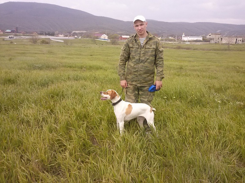 Английский пойнтер, ЛИРА, ID по базе HuntDogs.Ru: 42478