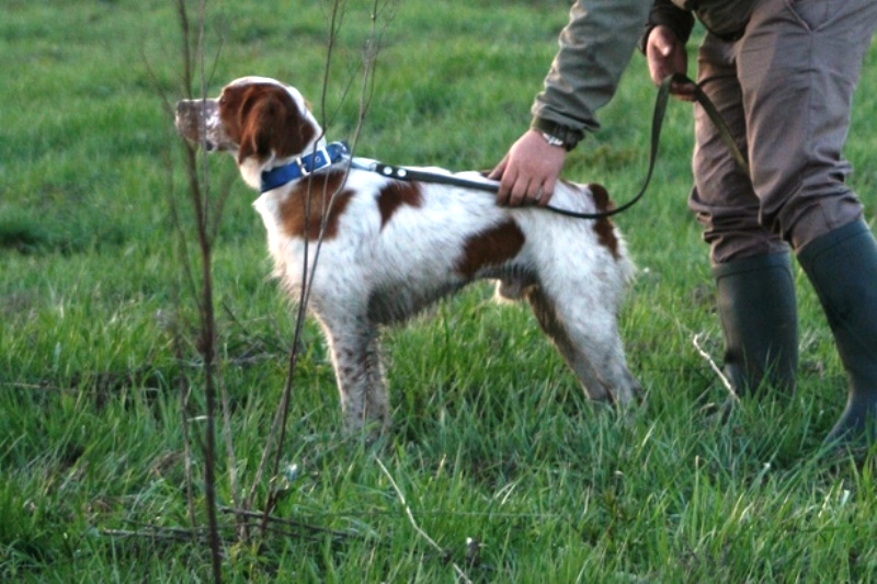 Эпаньоль (Бретонский), Арчибальд из Вольного ветра, ID по базе HuntDogs.Ru: 42431