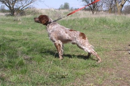 Эпаньоль (Бретонский), ERQUY de L`ISLE de CALLAC, ID по базе HuntDogs.Ru: 42491