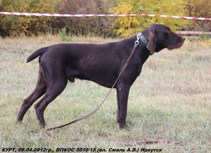 Дратхаар, КУРТ, ID по базе HuntDogs.Ru: 42513