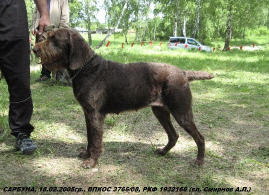 Дратхаар, САРБУНА, ID по базе HuntDogs.Ru: 42533