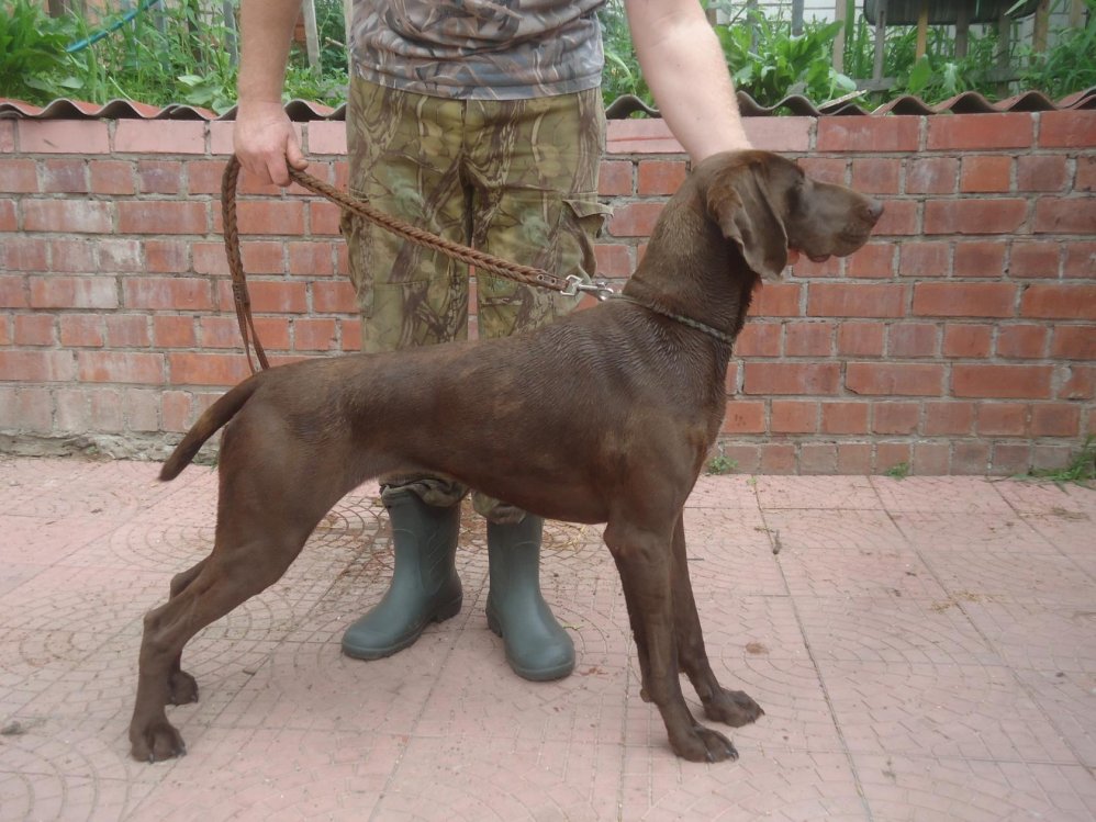 Курцхаар, ГЛОРИУС ХАНТЕР МАРА, ID по базе HuntDogs.Ru: 42540