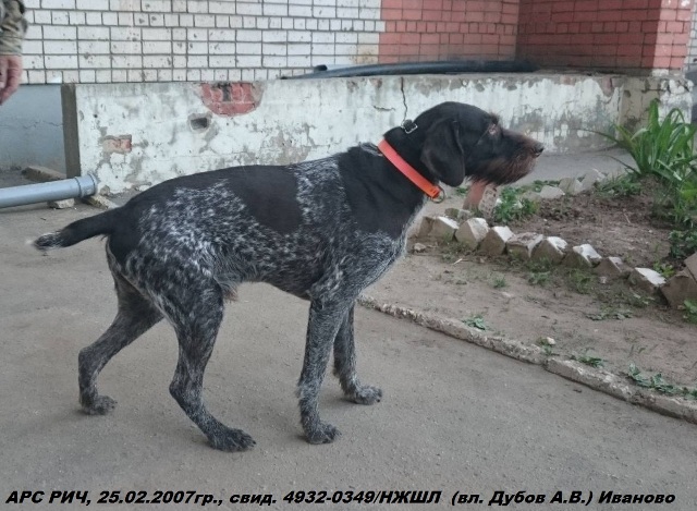 Дратхаар, АРС РИЧ, ID по базе HuntDogs.Ru: 42542