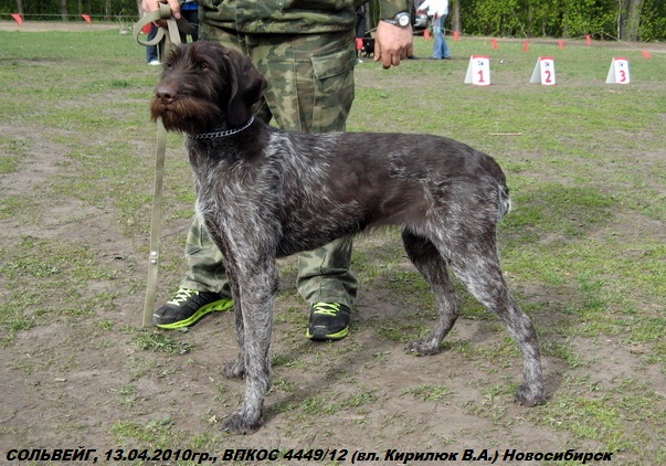 Дратхаар, СОЛЬВЕЙГ, ID по базе HuntDogs.Ru: 42553