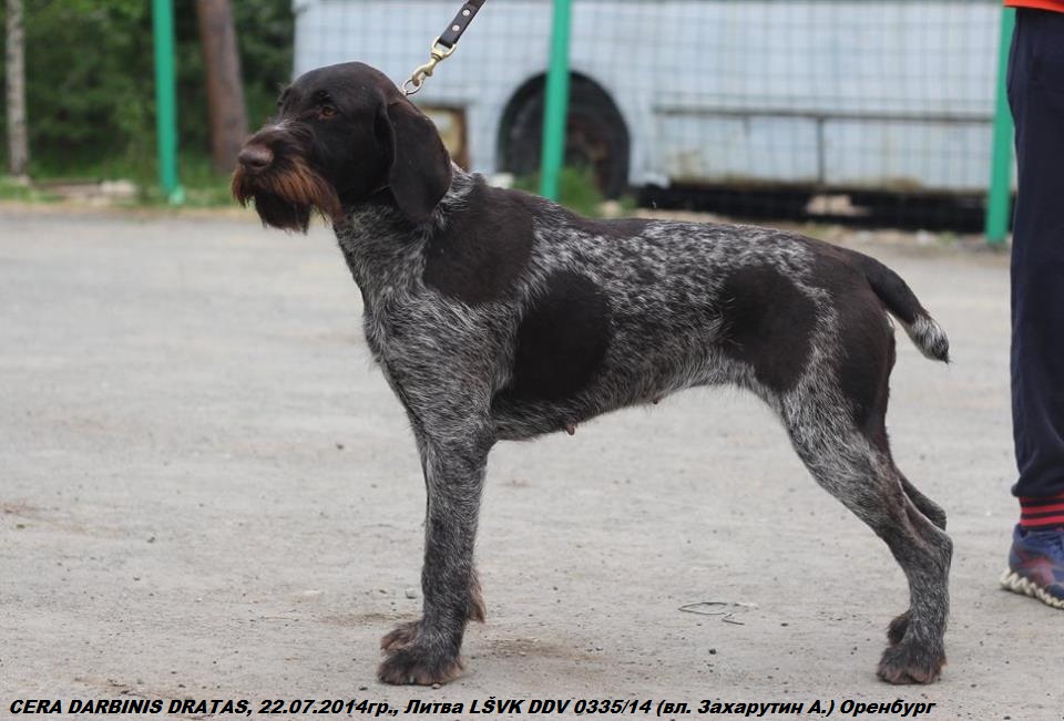 Дратхаар, CERA DARBINIS DRATAS, ID по базе HuntDogs.Ru: 42564