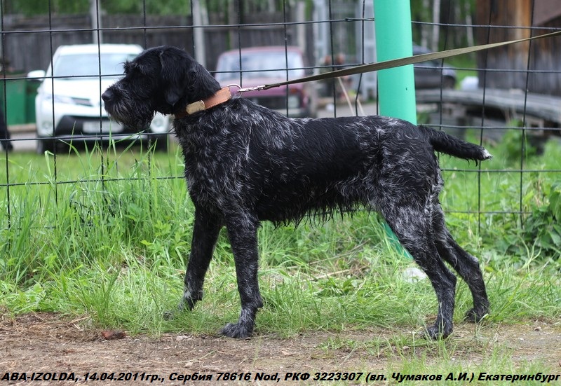 Дратхаар, ABA-IZOLDA, ID по базе HuntDogs.Ru: 42539