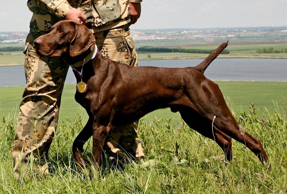 Курцхаар, Глориус Хантер Марс Базилевс, ID по базе HuntDogs.Ru: 42572