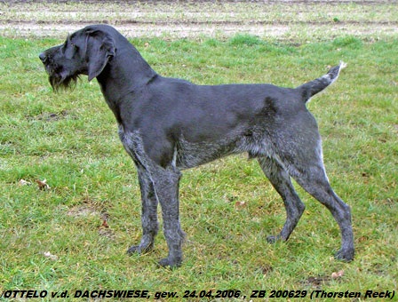 Дратхаар, /OTTELO v.d. DACHSWIESE, ID по базе HuntDogs.Ru: 42595