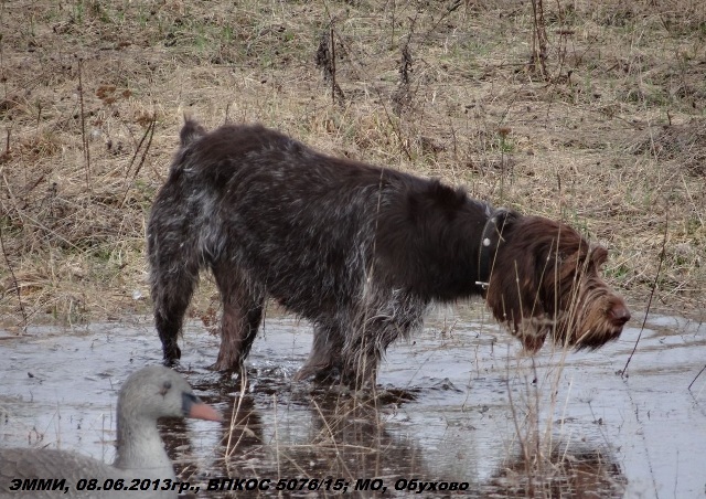 Дратхаар, ЭММИ, ID по базе HuntDogs.Ru: 42639