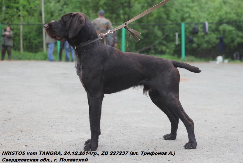 Дратхаар, HRISTOS vom TANGRA, ID по базе HuntDogs.Ru: 42644