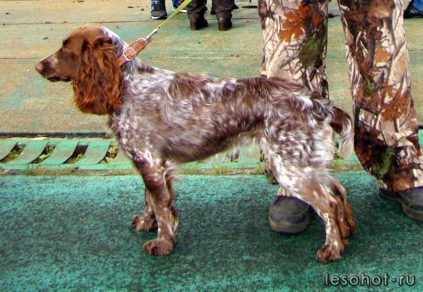 Русский охотничий спаниель, роза, ID по базе HuntDogs.Ru: 42649