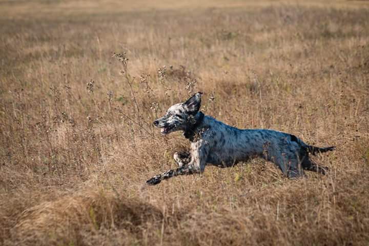 Английский сеттер, Дилайла, ID по базе HuntDogs.Ru: 42669