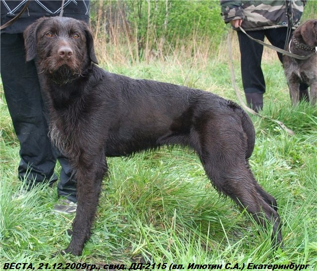 Дратхаар, ВЕСТА, ID по базе HuntDogs.Ru: 42704