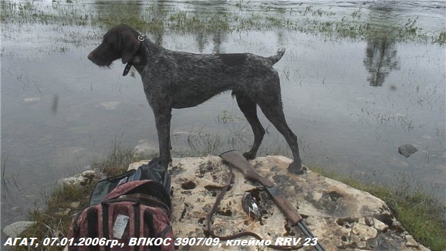 Дратхаар, АГАТ, ID по базе HuntDogs.Ru: 42723