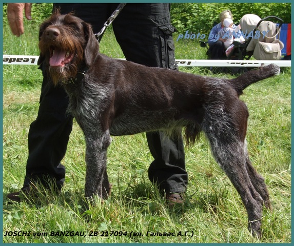 Дратхаар, JOSCHI vom BANZGAU, ID по базе HuntDogs.Ru: 42724