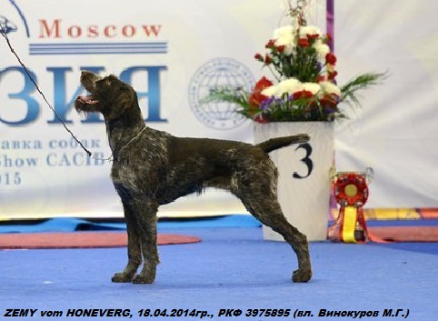 Дратхаар, ZEMY vom HONEVERG, ID по базе HuntDogs.Ru: 42737