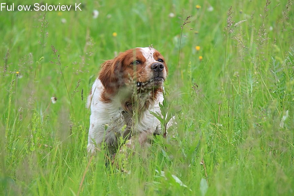 Эпаньоль (Бретонский), FUL, ID по базе HuntDogs.Ru: 42749