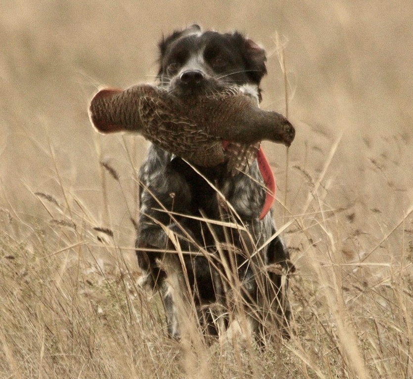 Эпаньоль (Бретонский), Loca de los Manchones, ID по базе HuntDogs.Ru: 42755