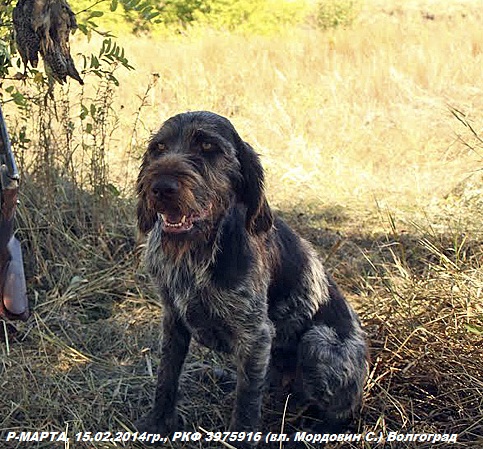 Дратхаар, Р-МАРТА, ID по базе HuntDogs.Ru: 42773