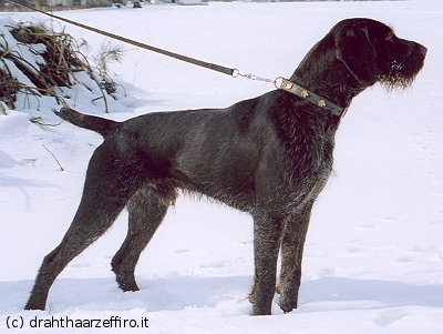 Дратхаар, > XITTO III vom RICHTHOF, ID по базе HuntDogs.Ru: 42802