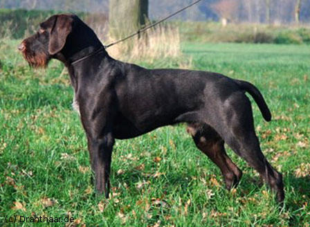 Дратхаар, > IDAX vom FUCHSBERG, ID по базе HuntDogs.Ru: 42808