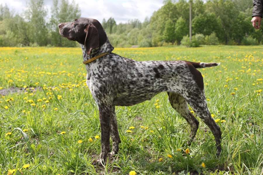 Курцхаар, Ч.РКФ.Ч.РОС Лембо Праут Жаннет Лоре, ID по базе HuntDogs.Ru: 42835