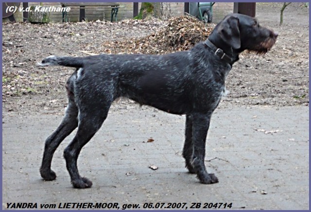 Дратхаар, >| YANDRA vom LIETHER-MOOR, ID по базе HuntDogs.Ru: 42855