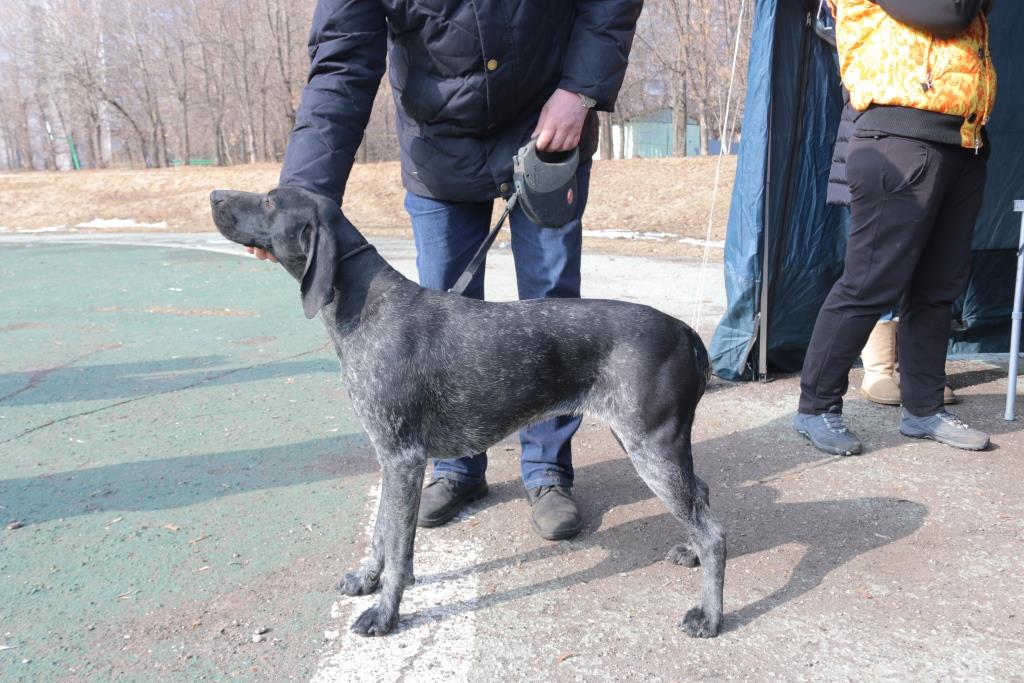 Курцхаар, GREAT MILA iz OHOTNICHIEGO DVORA, ID по базе HuntDogs.Ru: 42898