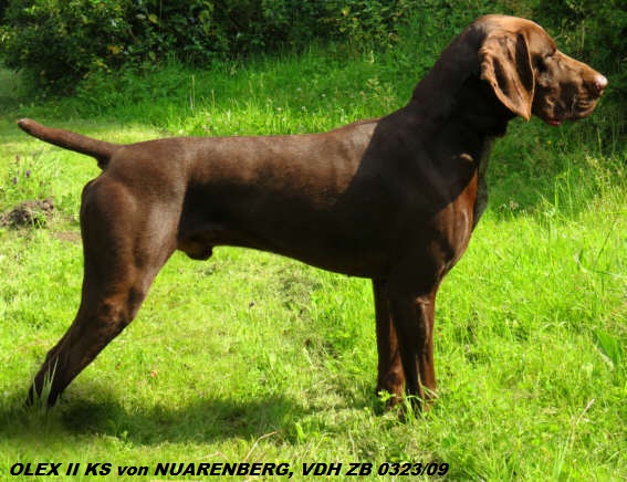 Курцхаар, OLEX II KS von NUARENBERG, ID по базе HuntDogs.Ru: 42907