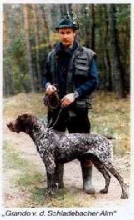 Курцхаар, GRANDO von der SCHLADEBACHER ALM, ID по базе HuntDogs.Ru: 42912