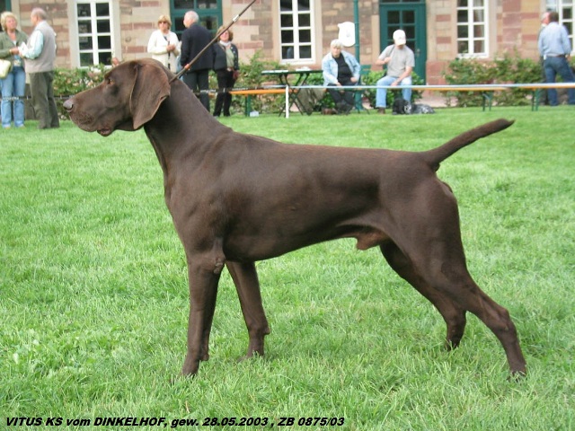 Курцхаар, VITUS KS vom DINKELHOF, ID по базе HuntDogs.Ru: 42913