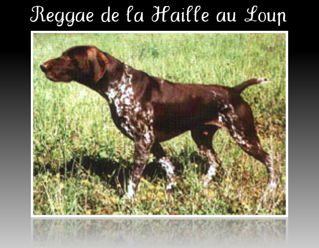 Курцхаар, ch. REGGAE DE LA HAILLE AU LOUP, ID по базе HuntDogs.Ru: 42955