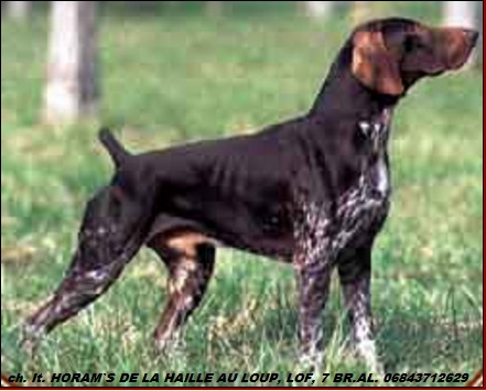 Курцхаар, ch. It. HORAM`S DE LA HAILLE AU LOUP, ID по базе HuntDogs.Ru: 42956