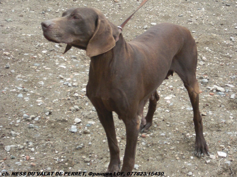 Курцхаар, ch. NESS DU VALAT DE PERRET, ID по базе HuntDogs.Ru: 42958