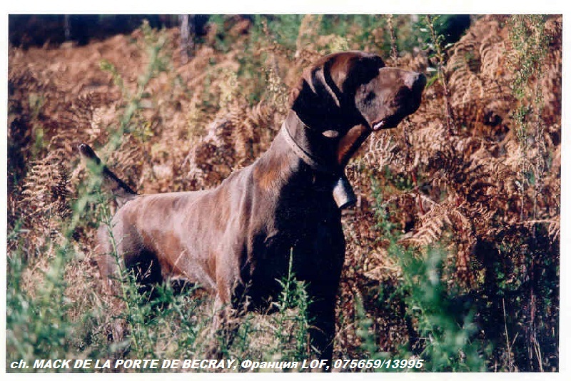 Курцхаар, ch. TR. MACK DE LA PORTE DE BECRAY, ID по базе HuntDogs.Ru: 42959