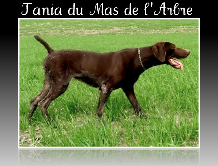 Курцхаар, ch. TR. TANIA DU MAS DE L`ARBRE, ID по базе HuntDogs.Ru: 42957