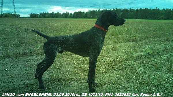 Курцхаар, AMIGO vom ENGELSHEIM, ID по базе HuntDogs.Ru: 42963