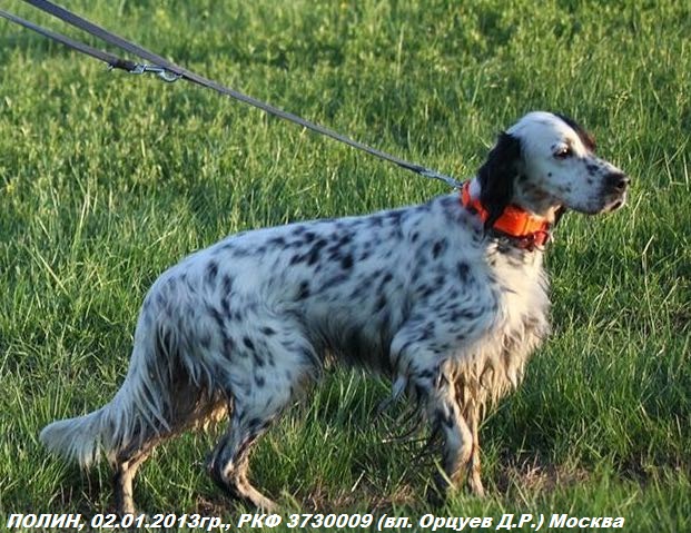 Английский сеттер, ПОЛИН, ID по базе HuntDogs.Ru: 42965