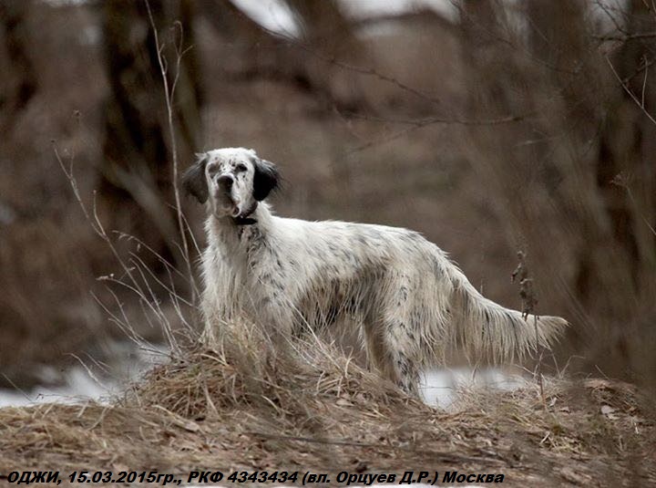 Английский сеттер, ОДЖИ, ID по базе HuntDogs.Ru: 42966