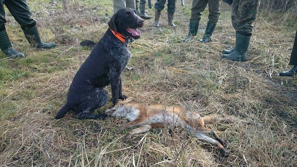 Дратхаар, TRNOVA V WISTTA, ID по базе HuntDogs.Ru: 42983