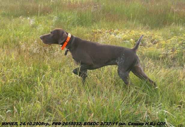 Курцхаар, МИЧЕЛ, ID по базе HuntDogs.Ru: 42990