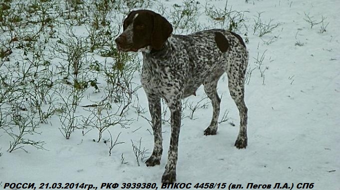 Курцхаар, РОССИ, ID по базе HuntDogs.Ru: 42991