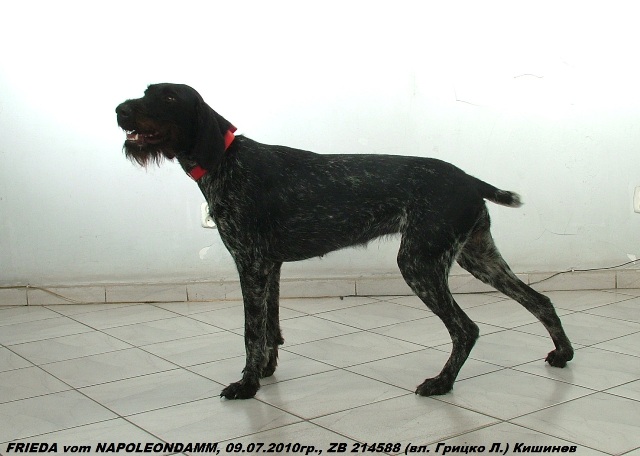 Дратхаар, FRIEDA vom NAPOLEONDAMM, ID по базе HuntDogs.Ru: 42995