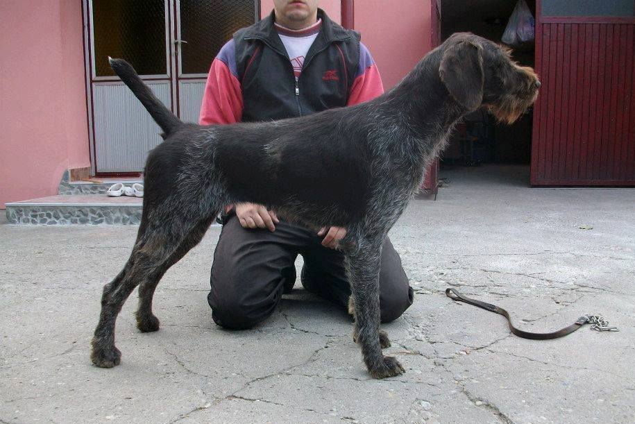 Дратхаар, TRNOVA IV SILA, ID по базе HuntDogs.Ru: 43005