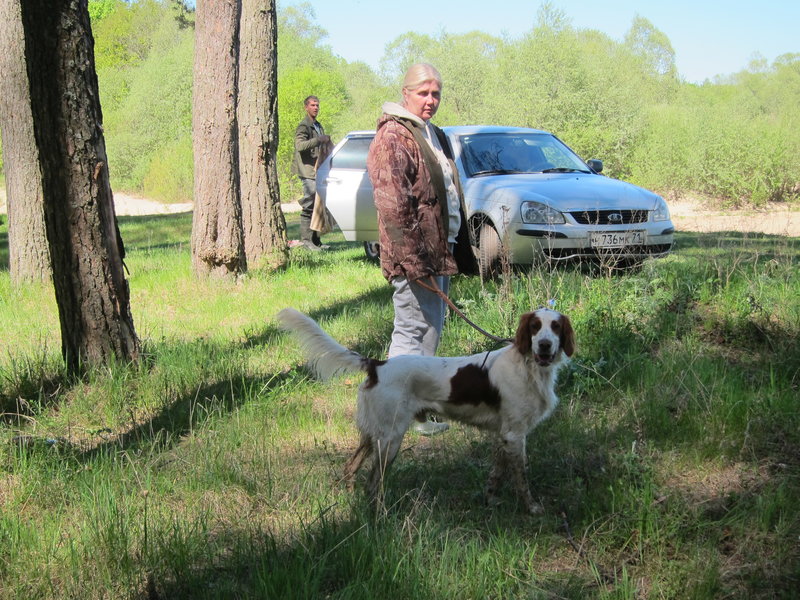 Ирландский красно-белый сеттер, AXEL vom JAGDHUNDEGESTIRN, ID по базе HuntDogs.Ru: 43040